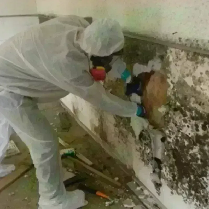 Mold Remediation and Removal in Leawood, KS